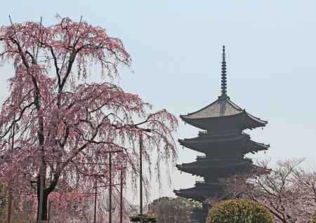 東寺の枝垂桜