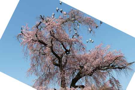 円山公園の枝垂桜に鳩が舞う