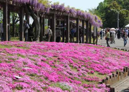 芝桜に藤棚