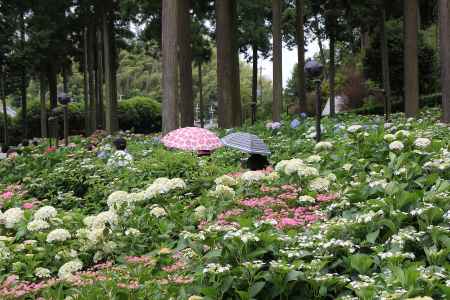 三室戸寺の紫陽花