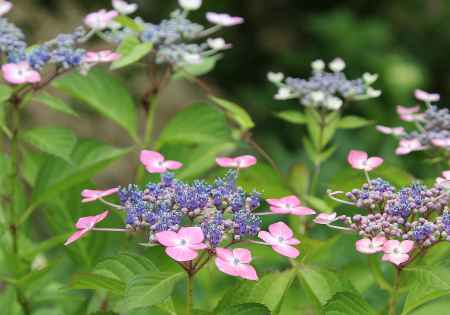 紫陽花Ⅲ