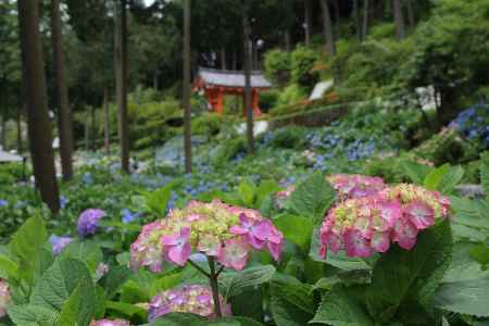 紫陽花Ⅴ