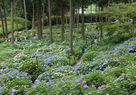 三室戸寺のアジサイ庭園