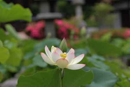 蓮の花が咲き出しました