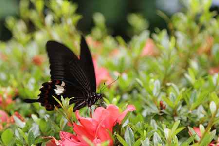 アゲハ蝶、サツキの蜜のお食事