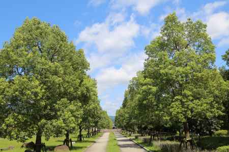 宝が池公園への道