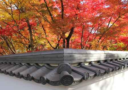 永観堂の紅葉