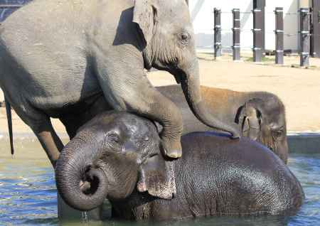 京都市動物園　ゾウの森