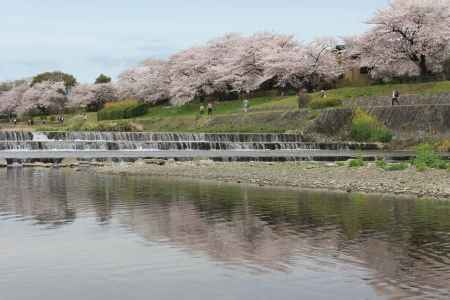 加茂川の桜