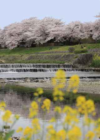 桜に菜の花