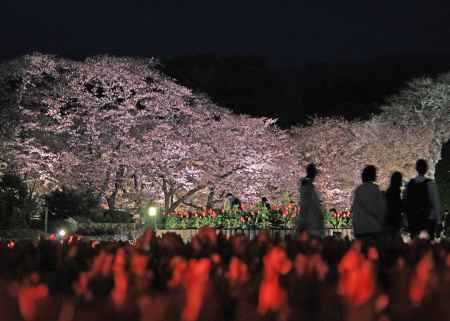 チューリップと桜のライトアップ