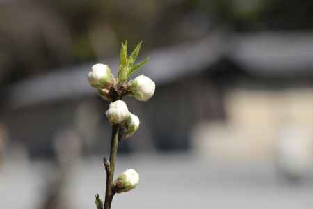 京都御苑の桃林　白桃