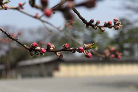 京都御苑の桃のつぼみ膨らむ