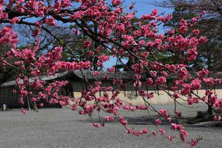 京都御苑の桃満開