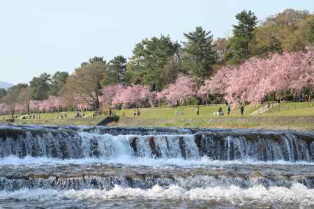 賀茂川の堰に枝垂桜咲く