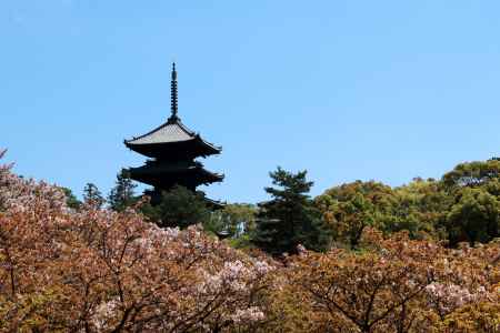 若葉に包まれた仁和寺五重塔