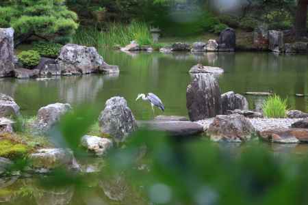 池に飛来した鷺