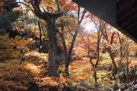 蓮花寺の紅葉③