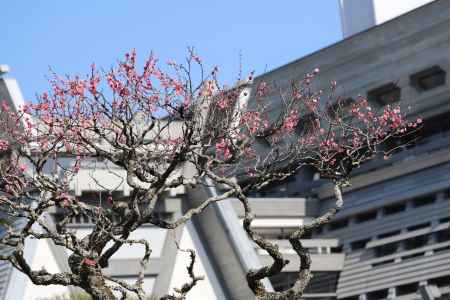 国際会館に紅梅咲く