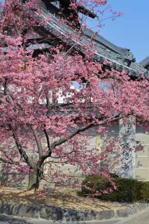 長徳寺のおかめ桜