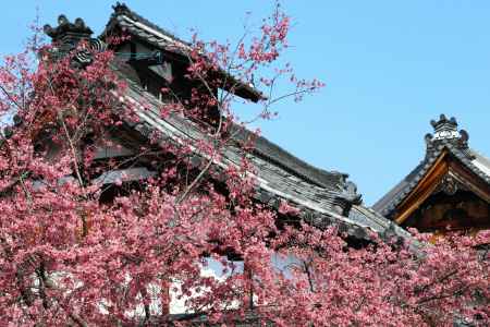 長徳寺のおかめ桜