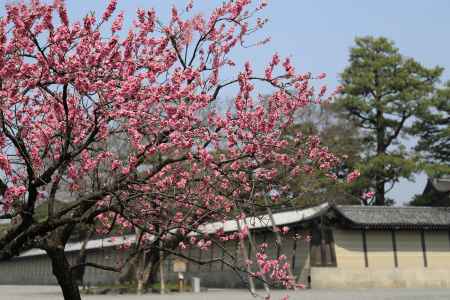 桃の花が咲きました