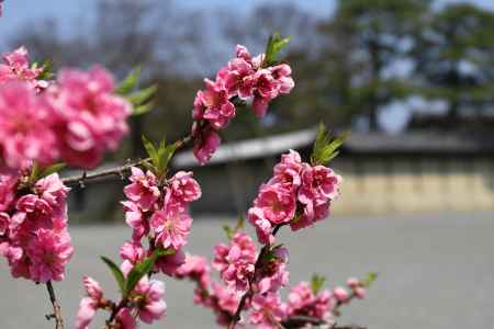 京都御苑に咲く桃