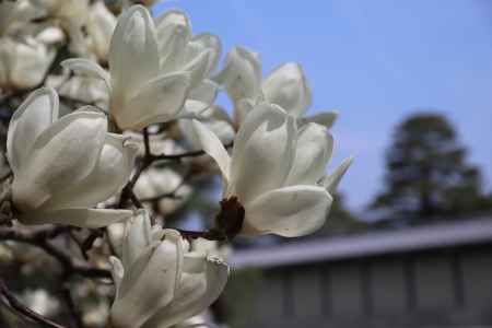 こぶしの花