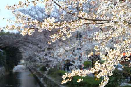 高瀬川に桜咲く