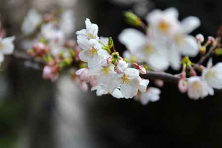 高瀬川に咲く桜