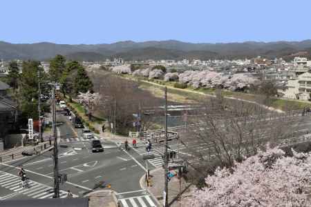 賀茂川に桜