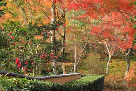 紅葉の天龍寺に咲く椿