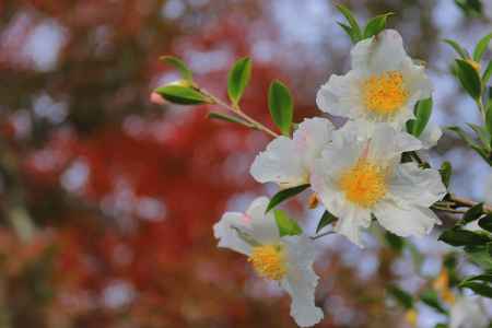 天龍寺紅葉に咲く茶ノ木の花