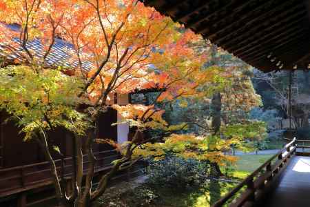 青蓮院の庭園