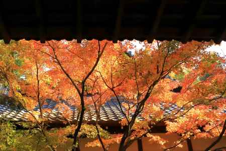 青蓮院の紅葉