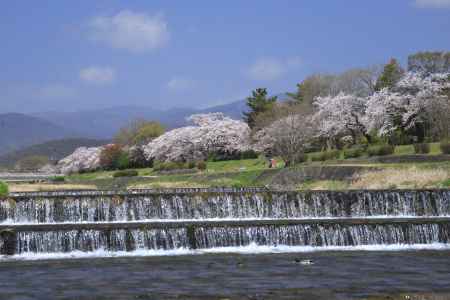 加茂川の桜