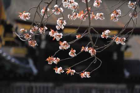 京都御苑の桜