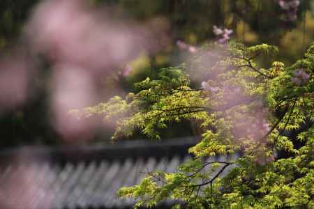 京都御苑の青もみじ