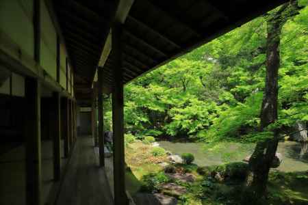 蓮華寺の青もみじ