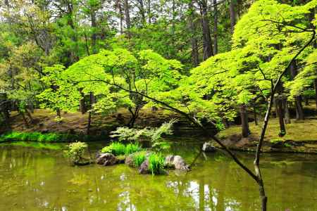 新緑の苔寺庭園
