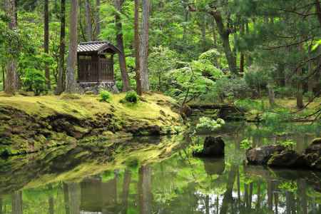 新緑の苔寺庭園の池に映る苔
