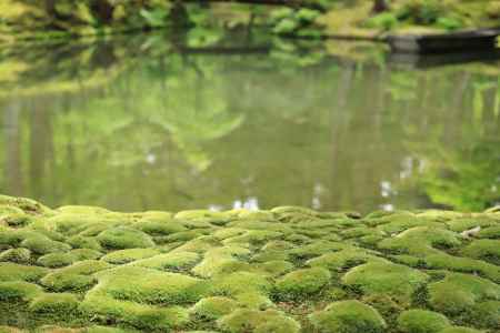 苔寺の苔