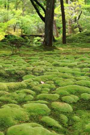 苔寺庭園の苔