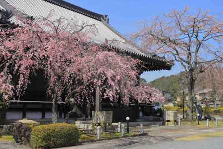 桜が咲き始めた妙満寺