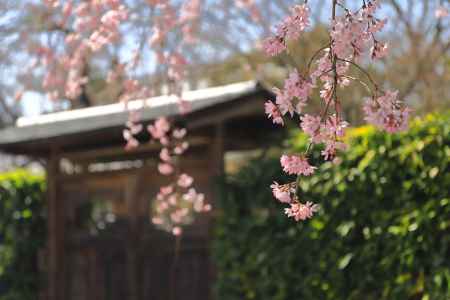 妙満寺の桜