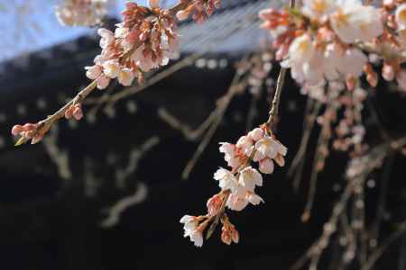 妙満寺に咲くさくら