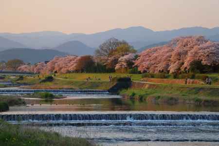 夕陽に染まる加茂川の桜