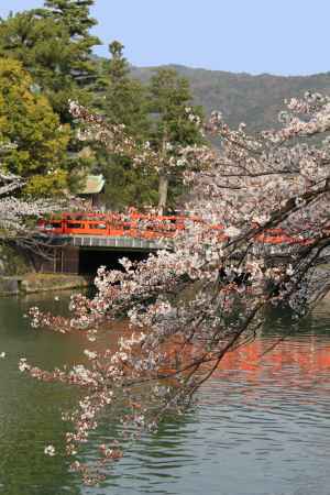 琵琶湖疏水の桜