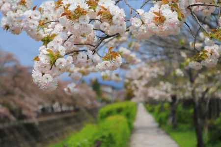 岩倉川の八重桜