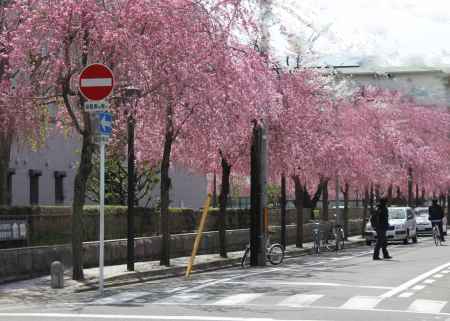 京都地方裁判所の紅枝垂桜